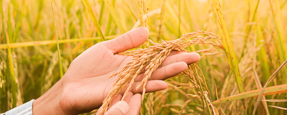 バイオマスプラスチックとは？カーボンニュートラルなものづくりに欠かせない素材を解説