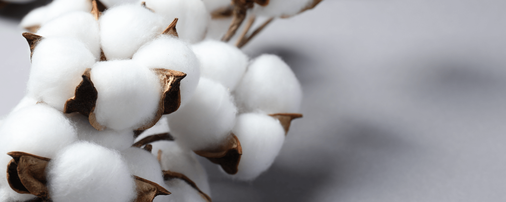 コットンとはどんな生地？コットンの特徴やメリット、綿や他の素材との違いを知ろう！