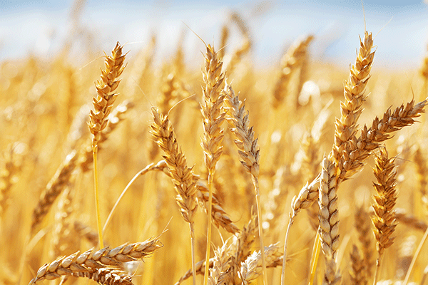 麦わら素材について
